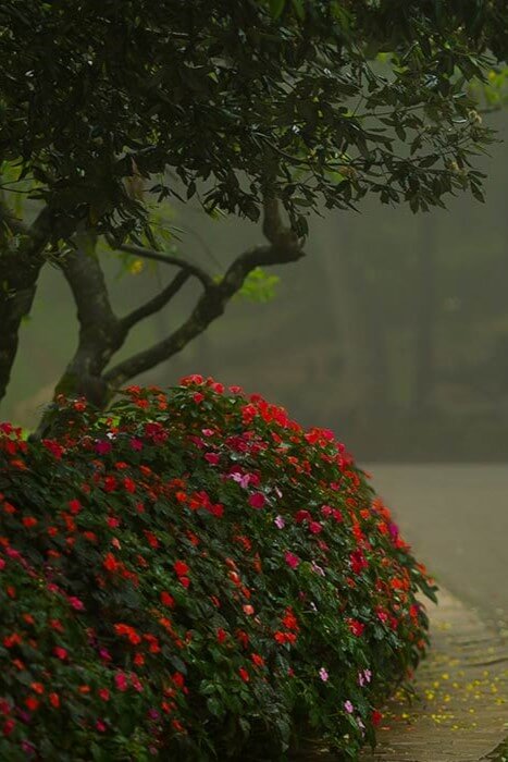Hakgala Botanical Garden