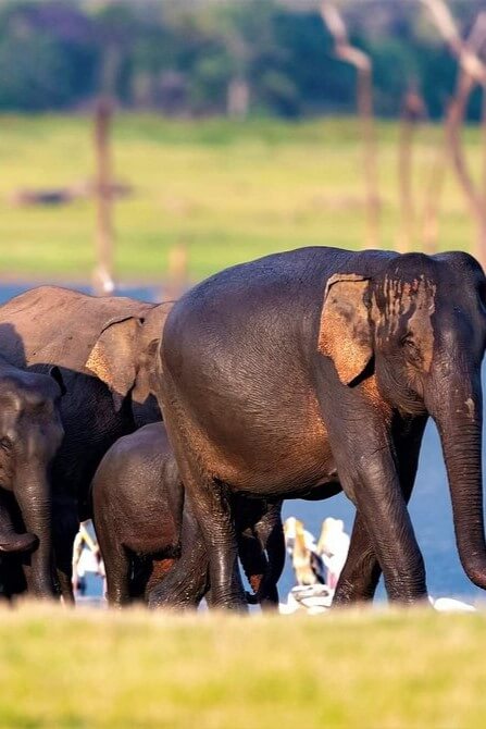 Kaudulla National Park