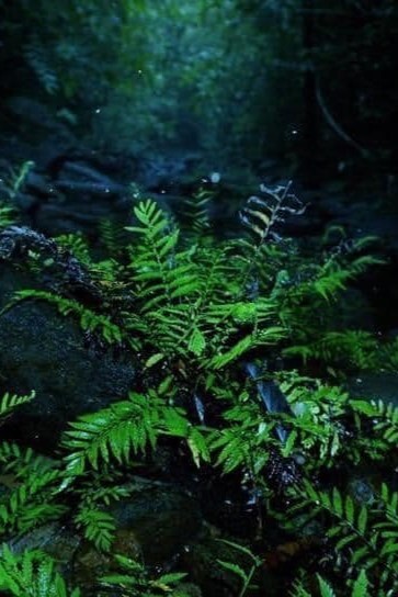Makandawa Reserved Forest