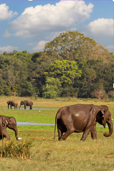 Minneriya National Park