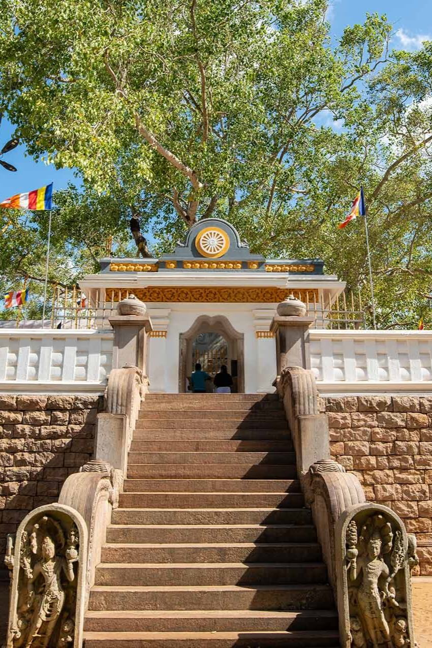 Sri Maha Boo Tree
