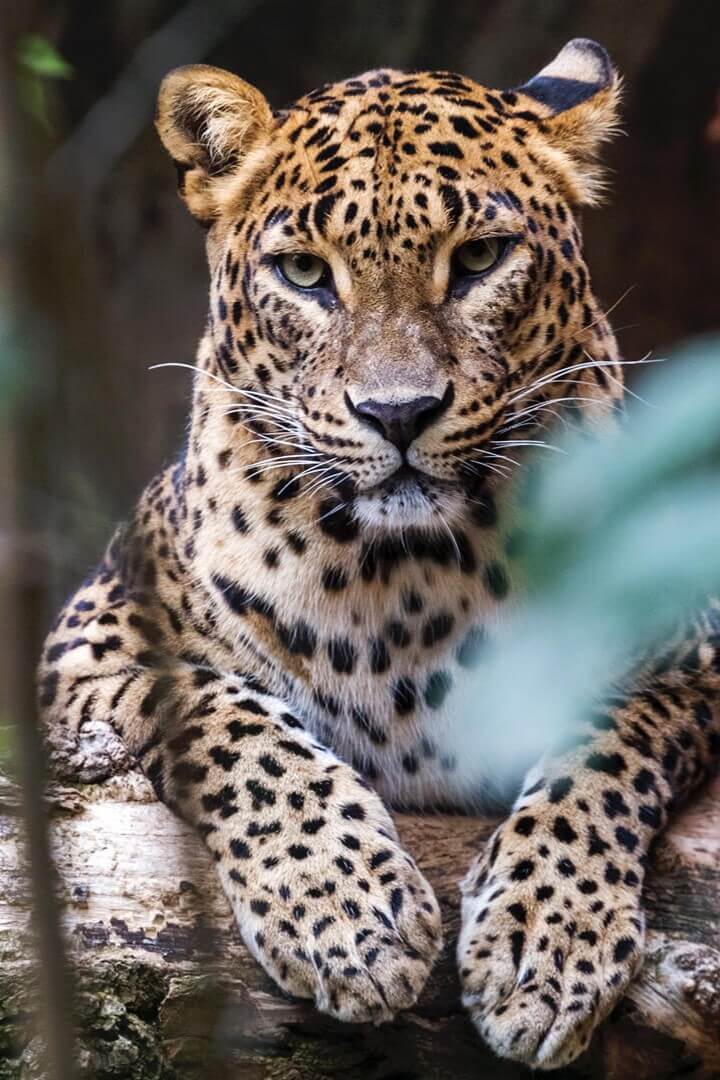 Yala National Park