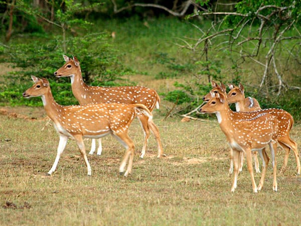 Kaudulla National Park Sri Lanka Miracle Planets
