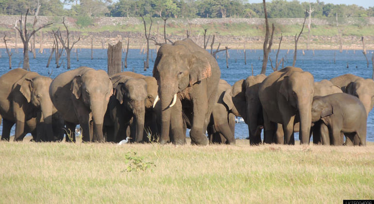 Kaudulla National Park Sri Lanka Miracle Planets