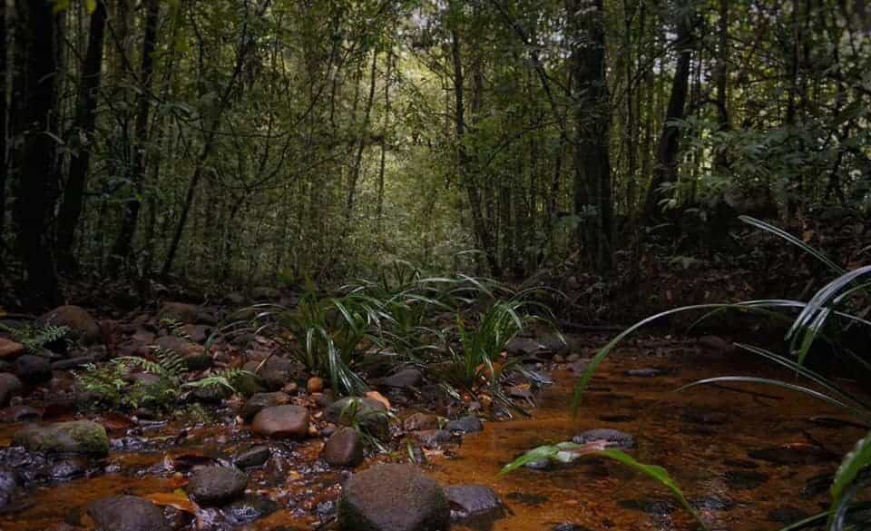 Makandawa Rain Forest Miracle Planets 