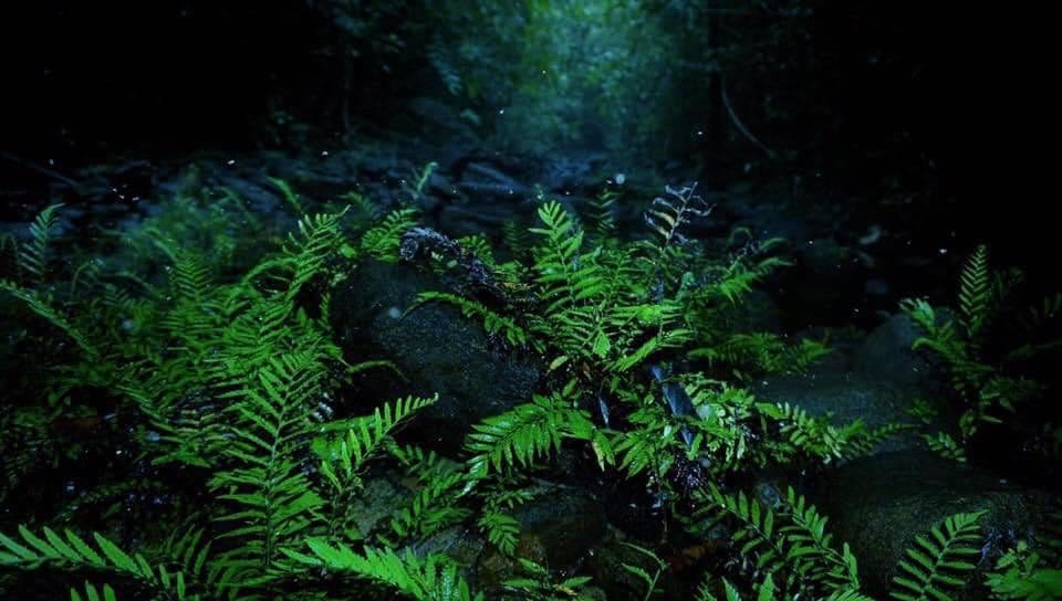 Makandawa Rain Forest Miracle Planets 