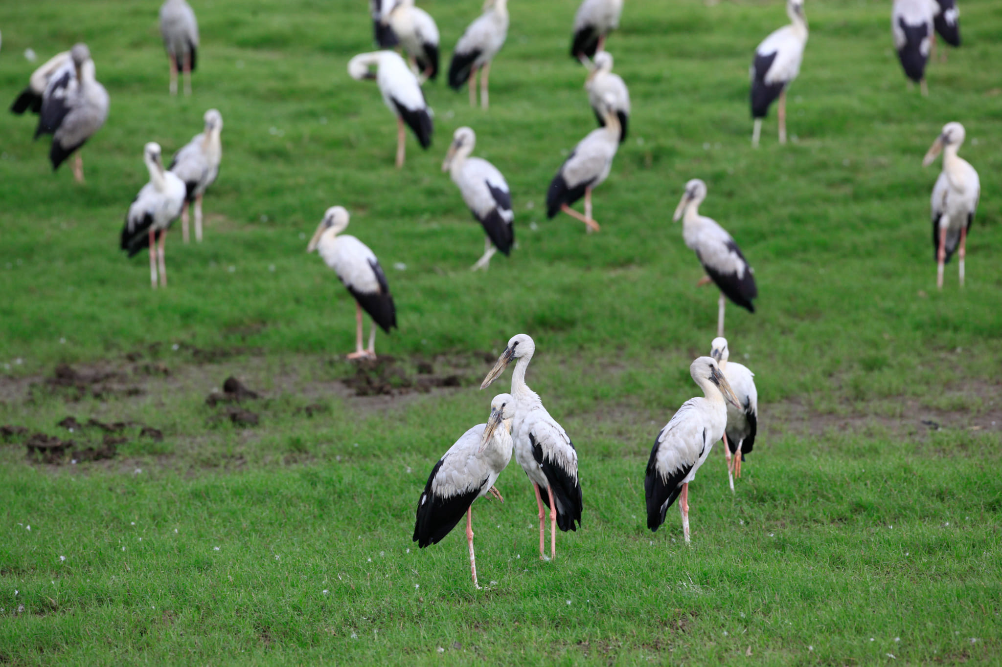 Minneriya National Park Sri Lanka Miracle Planets