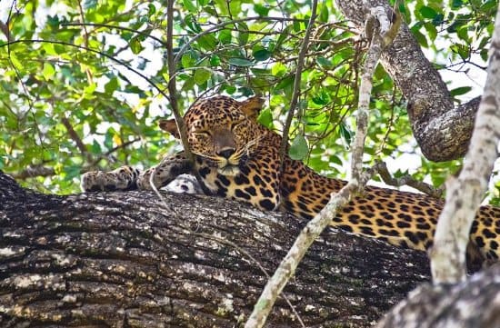 Minneriya National Park Sri Lanka Miracle Planets