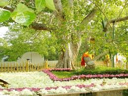 sri maha boo tree Sri Lanka Miracle Planets
