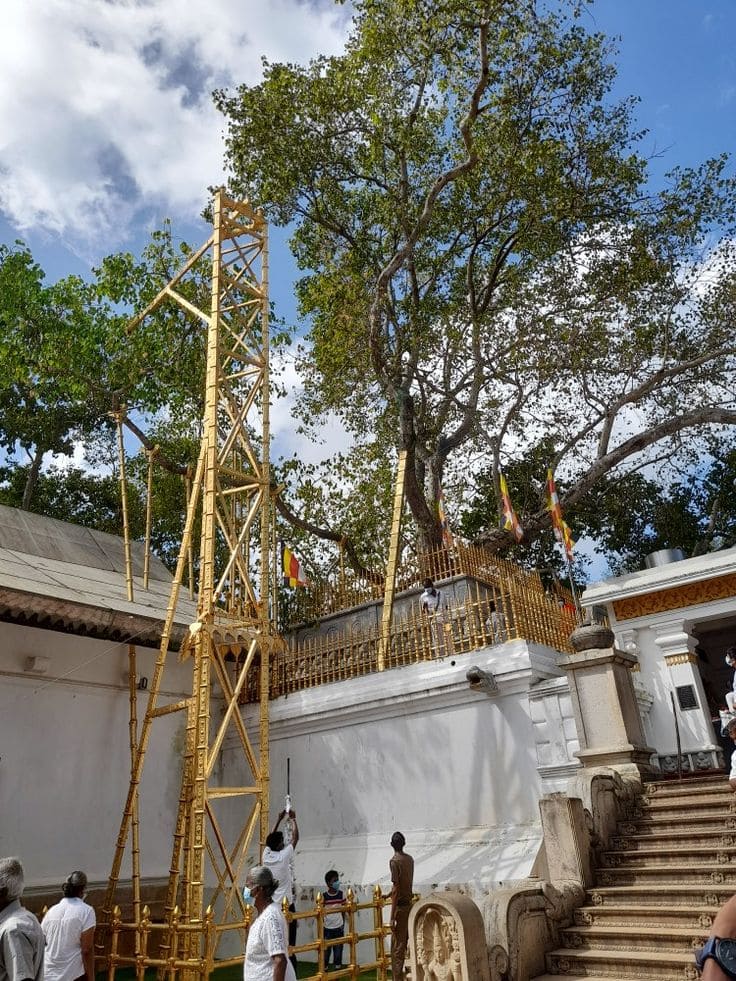 sri maha boo tree Sri Lanka Miracle Planets