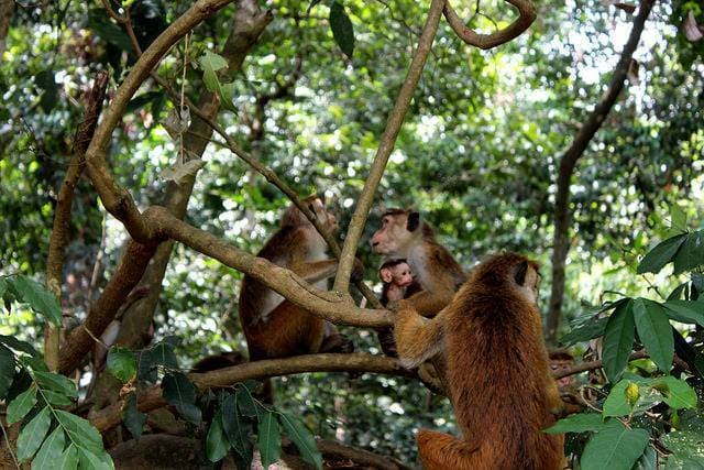 Udawatta Kele Sanctuary Sri Lanka Miracle Planets