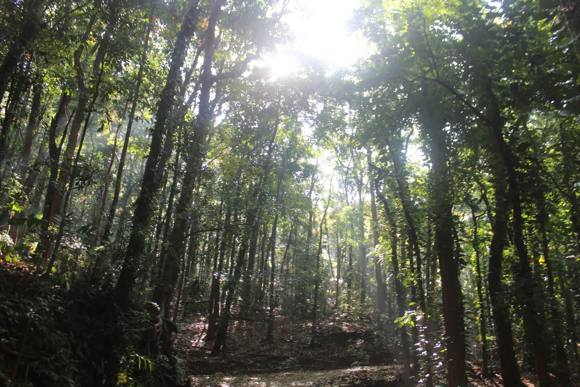 Udawatta Kele Sanctuary Sri Lanka Miracle Planets