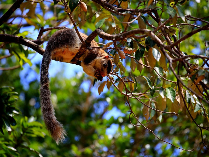 Wilpaththu National Park Sri Lanka Miracle Planets