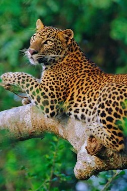 Wildlife