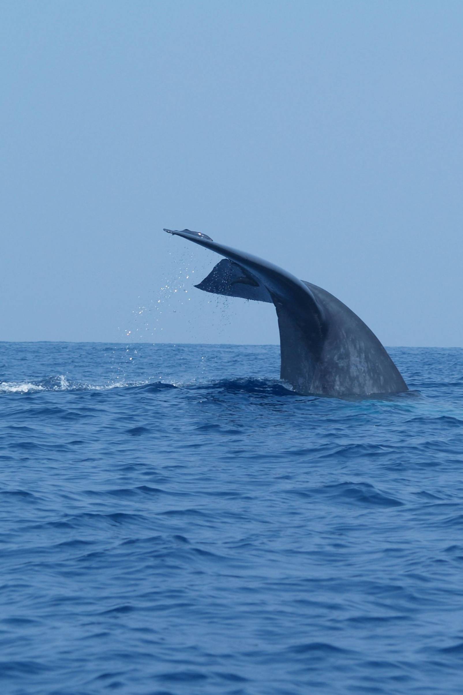 Whale