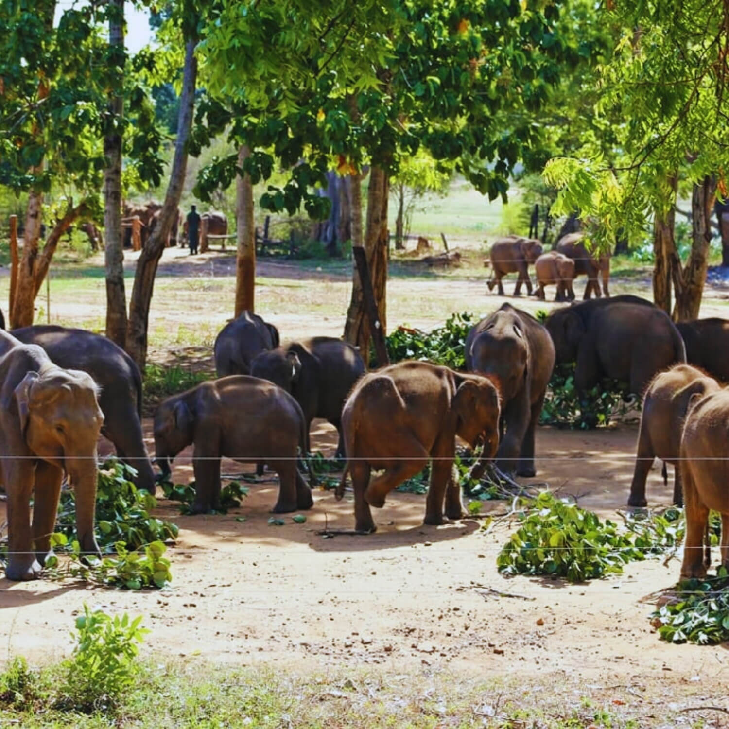 RT0007-Udawalawa-MiraclePlanetsSriLanka