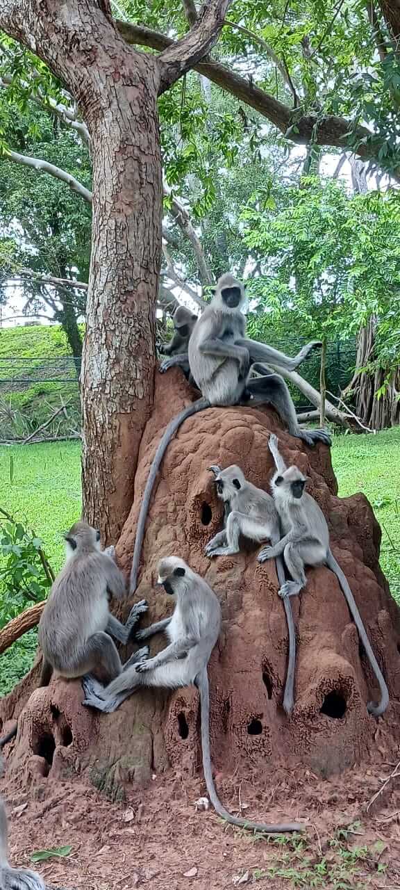 Nature 