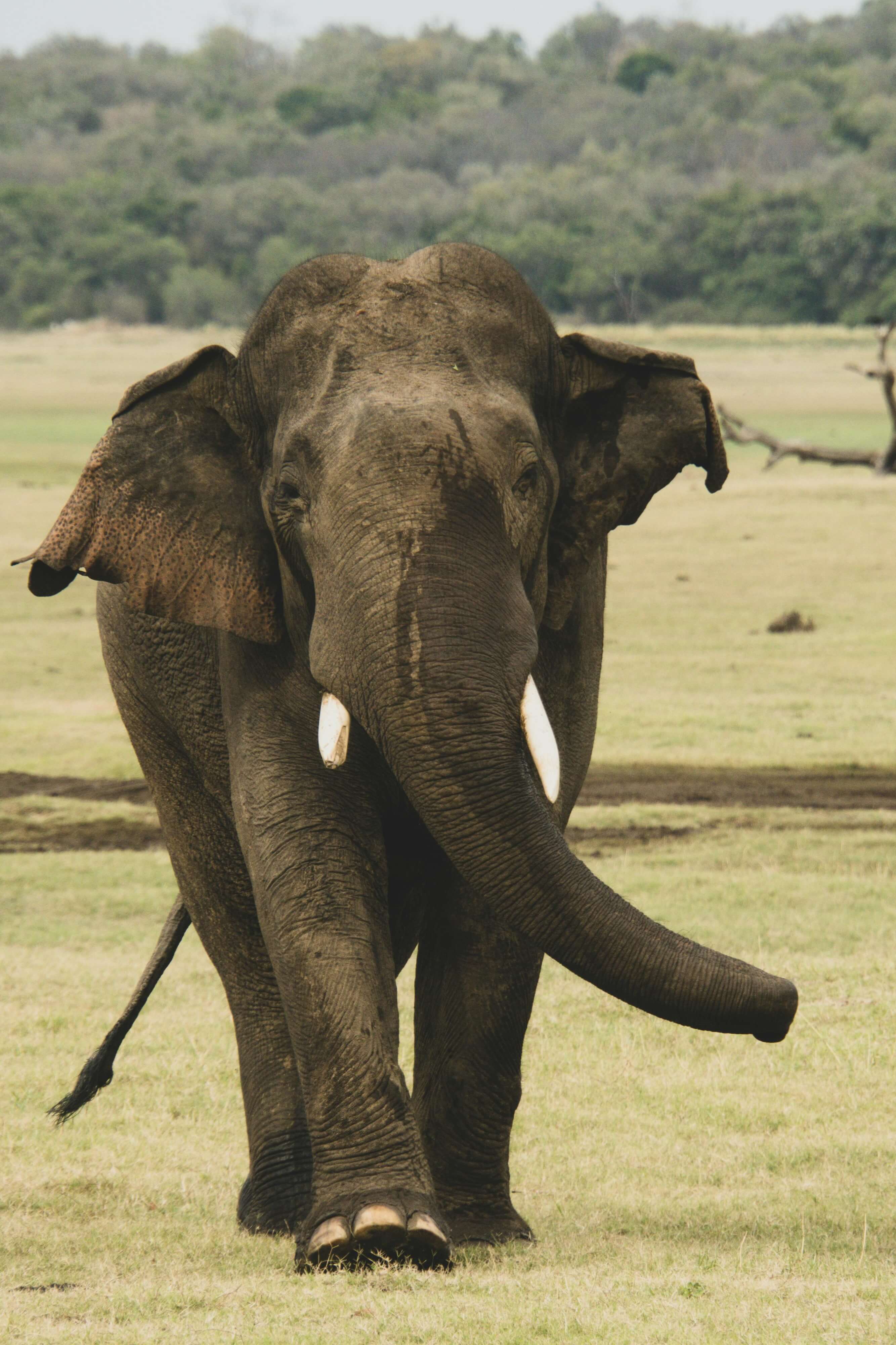 Wildlife